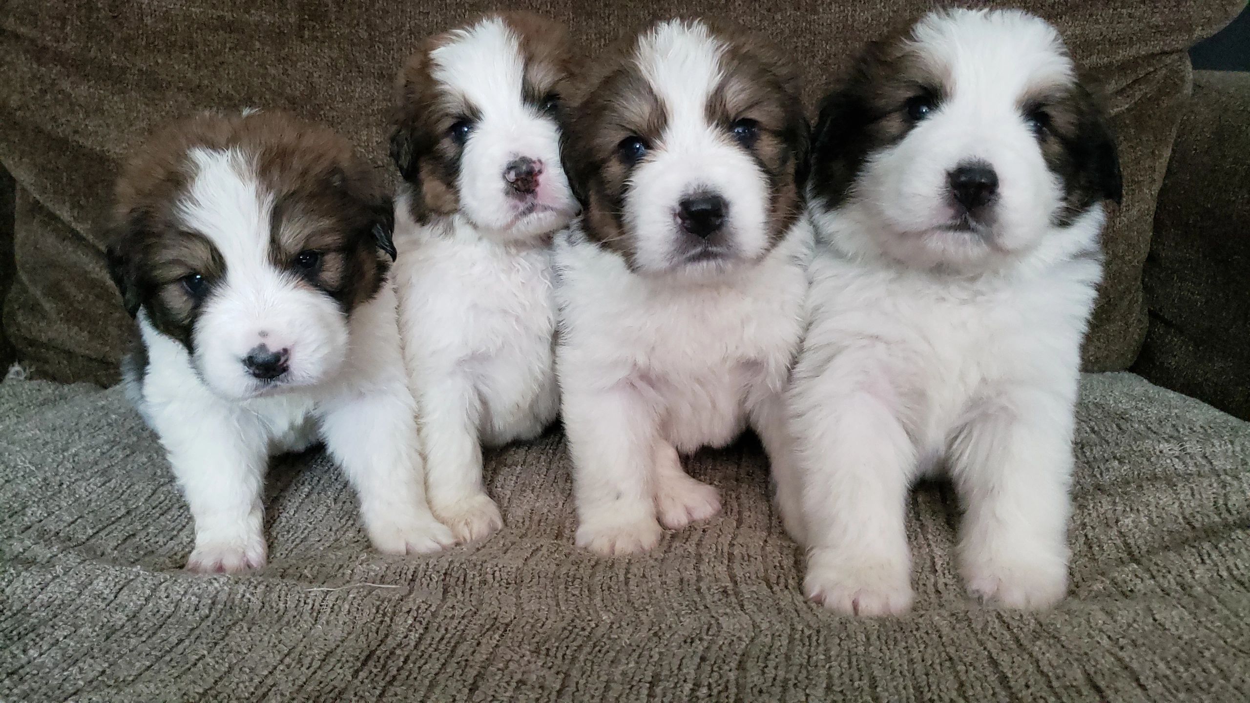 Great hot sale pyrenees bernese